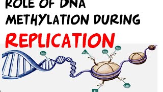 DNA methylation in DNA replication regulation [upl. by Westleigh]