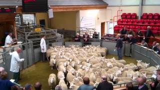 North country cheviots being sold at Dingwall Auction Mart [upl. by Meehar841]