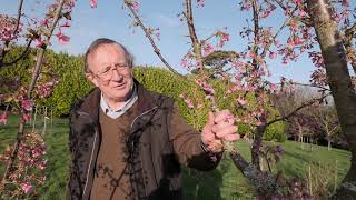 Early Flowering Prunus trees  Burncoose Nurseries [upl. by Granville]