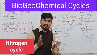 Nitrogen cycle class 12 biology BioGeoChemical cycles  Nitrogen Cycle steps [upl. by Cash868]