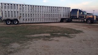 43 How A Big Truck Cattle Trailer Works [upl. by Lohrman]