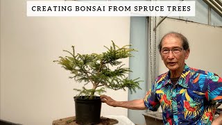 Creating bonsai From Spruce Trees [upl. by Nireves]