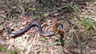 Chased by a Red Bellied Black Snake The Real Truth [upl. by Ylrac]