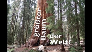 Der größte Baum der Welt  SequoiaNationalpark [upl. by Navetse]