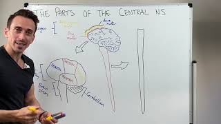 Overview of the Central Nervous System CNS [upl. by Adelind265]