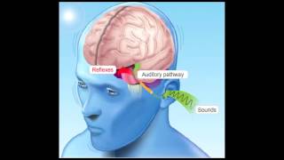 How Hearing Works [upl. by Ahsoem]