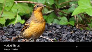 Varied Thrush song [upl. by Drawe]