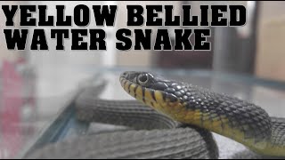 Yellow Bellied Water Snake [upl. by Britney]