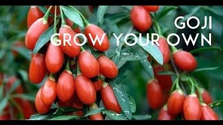 Goji Berry Tasting Lycium Barbarum VS Lycium Chinense [upl. by Fenny]