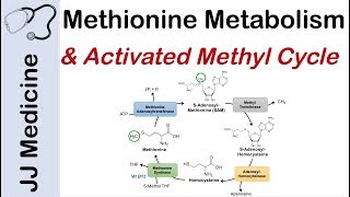 Methionine Metabolism and Activated Methyl Cycle  Pathway and Purpose [upl. by Anitnatsnoc]