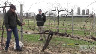 Grape Vine Pruning Demonstration [upl. by Vivien702]