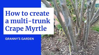 CREATING A MULTI TRUNK CRAPE MYRTLE [upl. by Ariahs]