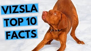 Vizsla  TOP 10 Interesting Facts [upl. by Catie]