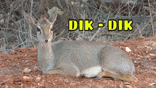 Kirks Dik Dik Chewing Cud [upl. by Inaleon]