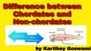 Difference between chordates and non chordates [upl. by Bradeord]