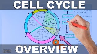 Cell Cycle  Overview [upl. by Conlin]