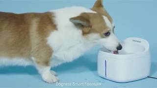 DOGNESS Smart Fountain [upl. by Shipman490]