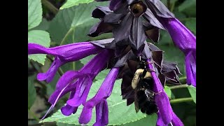 Salvia Amistad  Why does this plant score 1010 [upl. by Greene]