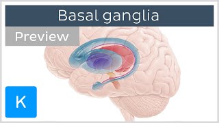 Basal ganglia Pathways and functions preview  Human Neuroanatomy  Kenhub [upl. by Hicks834]