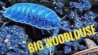 Big Woodlouse Isopod quotRollie Polliequot [upl. by Garwin]