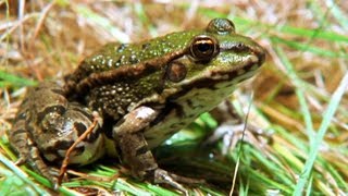 Facts About Frogs amp Toads 🐸  Secret Nature  Amphibian Documentary  Natural History Channel [upl. by Ahsinyd]