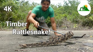 The Timber Rattlesnake Everything You Need To Know 4K [upl. by Yrram]