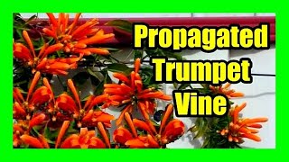 Growing Trumpet Vine From Cuttings Orange Trumpet Vine Propagation [upl. by Odirfliw]