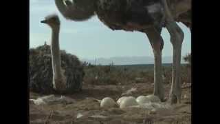 Collecting Ostrich Eggs [upl. by Aubyn]