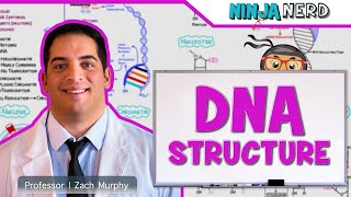 Cell Biology  DNA Structure amp Organization 🧬 [upl. by Bucella]