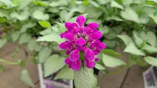 Lamium Purple Dragon Dead Nettle  Fantastic Easy to Grow GROUNDCOVER Perennial [upl. by Ward]