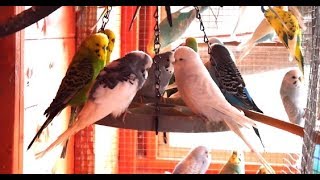 2 Hours of Budgies In Their Aviary  Singing and Playing  Play For Your Budgie  Budgie Sounds [upl. by Mayda]