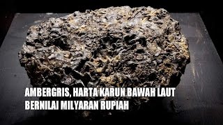 AMBERGRIS MUNTAHAN PAUS YANG HARGANYA SELANGIT [upl. by Supat]