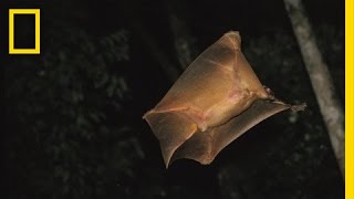 Its a Bird Its a Plane  Its a Colugo  Nat Geo Live [upl. by Neerak]