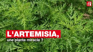 Lartemisia une plante miracle [upl. by Azirb]