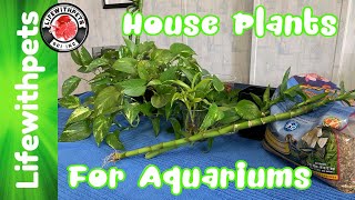 How to use House Plants in Your Aquarium In Depth [upl. by Cassady]