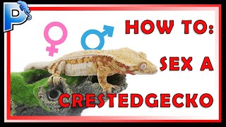 How to Sex a Crested Gecko [upl. by Richmond]