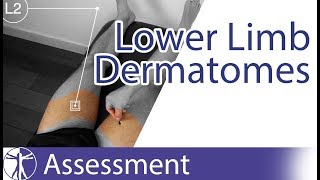 Dermatomes Lower Limb  Peripheral Neurological Examination [upl. by Zaneski]