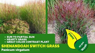 The BEST Way to Prune Ornamental Grasses [upl. by Fernald531]