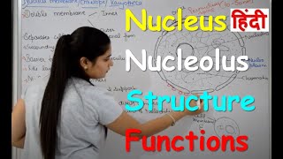 Nucleus Structure amp Functions in Hindi  Nucleolus  Nuclear Membrane  Nucleoplasm [upl. by Stochmal299]