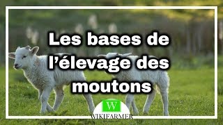 Comment élever des moutons [upl. by Kristan439]