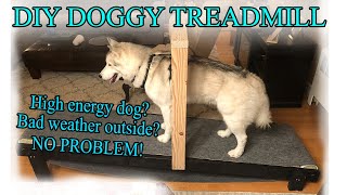 How I made this DIY Treadmill for my Siberian Husky [upl. by Latrina239]