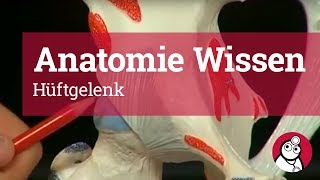 AnatomieWissen Hüftgelenk [upl. by Yessydo]