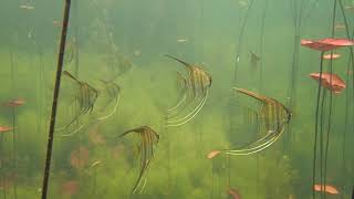 Rio Tapajós Amazonas Pterophyllum  Acara Bandeira  Angelfish Skalar [upl. by Salisbarry]