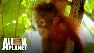 Baby orangutan Peanut is too scared to climb [upl. by Serra]