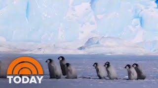 Baby Penguins Take A Stroll In Adorable Video  TODAY [upl. by Concordia499]