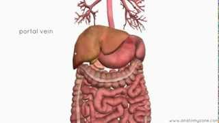 Learning Laparoscopic Sigmoid Colectomy High Anterior Resection [upl. by Elvera]