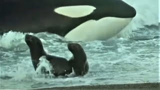 Deadly Killer Whale Moments  Top 5  BBC Earth [upl. by Tehcac910]