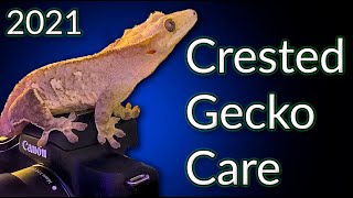 Crested Gecko Care Guide 2021  EVERYTHING You Need To Know [upl. by Jarrett]