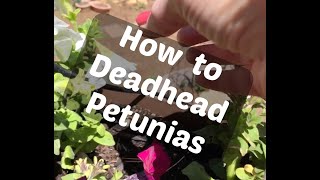 How to Deadhead Petunias the Right Way [upl. by Adna596]