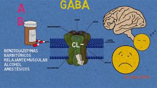 Receptores GABA Benzodiazepinas barbitúrcos y anestésicos [upl. by Ycul]